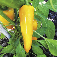 Santa Fe Grande Pepper Seeds (Capsicum annuum) for growers stocking the vegetable patch home garden