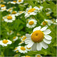 Chamomile Seeds (Matricaria chamomilla) for growers filling out the Herb Garden & Flower Bed