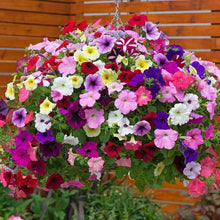 Petunia Geädert Mix Flower Plant Seeds for reliable seasonal color