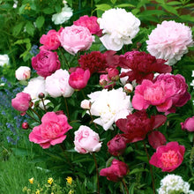 Chinese Peony Bonsai for Flower Garden Seeds for a lasting addition to the Flower Garden