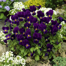 Henry Viola Seeds (Viola x wittrockiana) for seasonal color across the Flower Container Garden