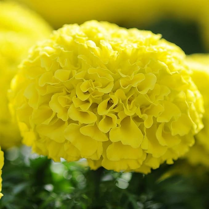 Marigold Tagetes Erecta Pusa Basant Yellow Drought-Tolerant Flower - for planting in home garden