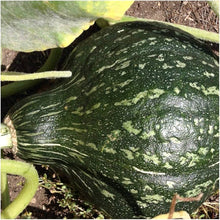 Chicago Warted Hubbard Winter Squash Seeds prized among growers for hearty Winter Meals