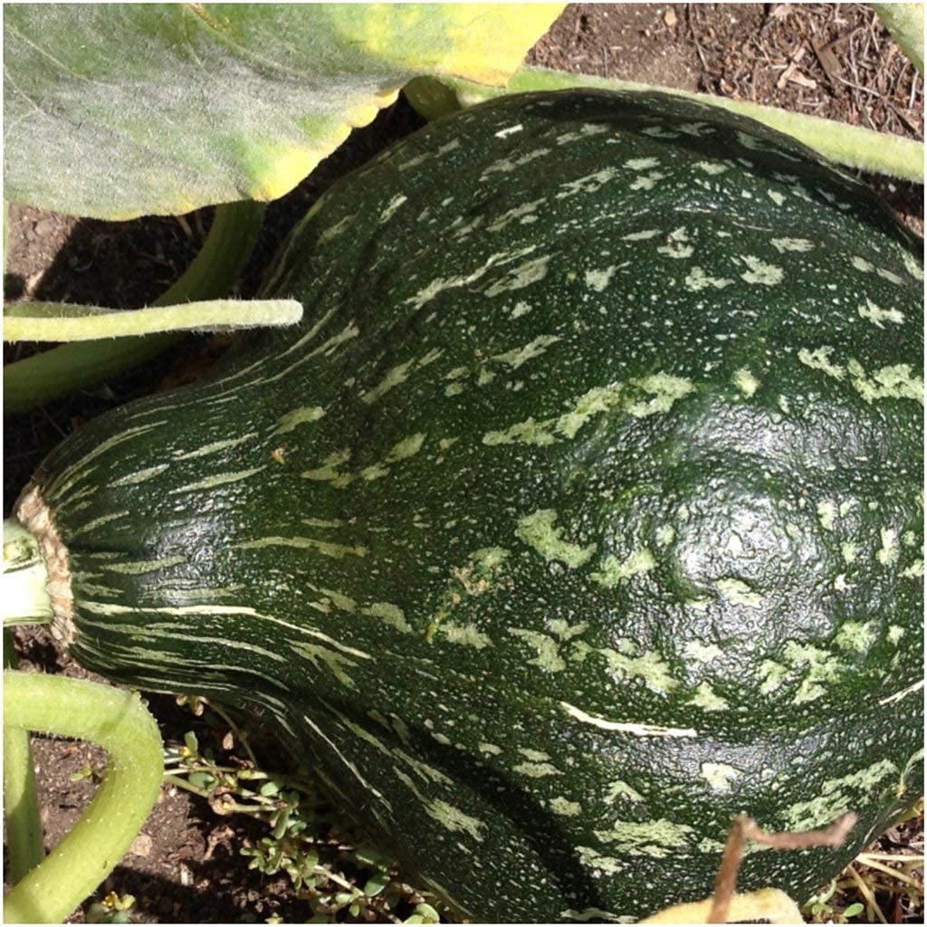 Hubbard True Green Squash Seeds