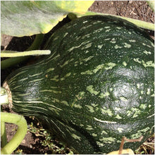 Hubbard True Green Squash Seeds