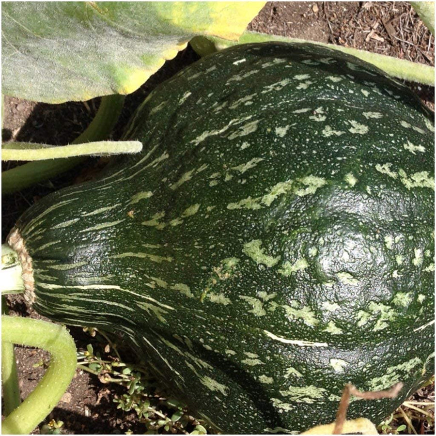 Hubbard True Green Squash Seeds