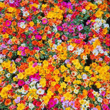 Blooming Wildflowers Various species for planting in sunny backyard