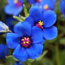 Pimpernel Anagallis Monelli Blue Seeds for colorful blooms in the Rock Pots