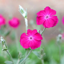 Lychnis Rosette Seeds for reliable seasonal color