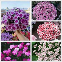 Multi Color Carnation Seeds for reliable seasonal color