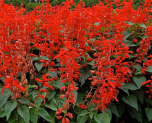 Salvia Sizzler Burgundy Seeds for cooks growing their own fresh herbs