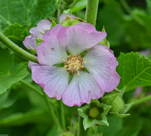 Mallow Iliamna Remota Kankakee Seeds for colorful blooms in the Prairie Gardens