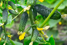 Cucumber Seeds for growers stocking a kitchen garden
