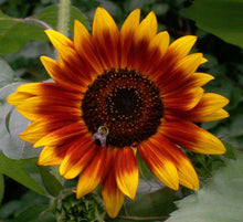 Helianthus Annuus Autumn Beauty Seeds grown for stunning Autumnal Colors