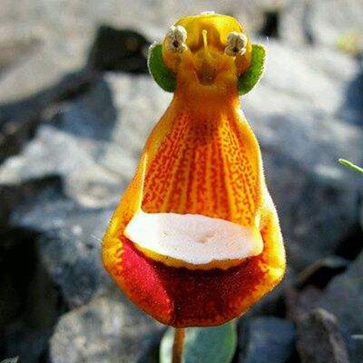 Pink Calceolaria (Calceolaria spp.) for planting in home garden