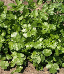 Coriander Coriandrum Sativum Seeds for cooks growing the Herb Garden & Vegetable Patch