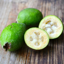 Pineapple Guava Seeds (Feijoa sellowiana) for sweet homegrown fruit in the Edible Garden