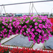 Petunia flower Seeds (Petunia hybrida) for growers filling out the vertical garden pots or home planters