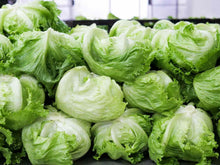 Iceberg Lettuce Seeds (Lactuca sativa) for growers stocking a kitchen garden