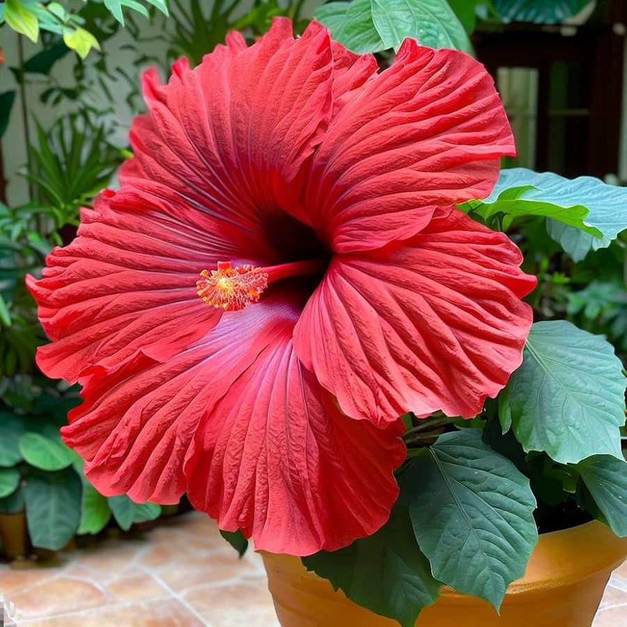 Giant Hibiscus seeds (mixed rare exotic colors) producing oversized, tropical-looking flowers in unique vibrant shades, perfect for dramatic garden displays