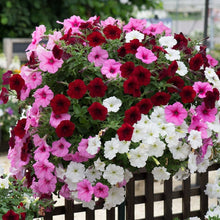 Petunia flower Petunia hybrida hanging mixed seeds for planting in balcony baskets or colorful vertical gardens