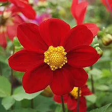Dahlia Dahlia pinnata Mignon Roxy Red flower seeds for planting in decorative garden pots or beds - for planting in home garden
