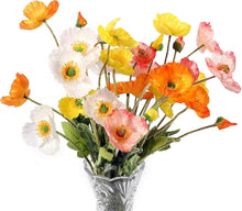 DIY Vase Flower Mix Seeds (Various spp.) for a lasting display in the Home Garden & Flower Bed