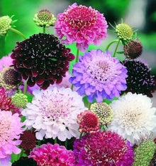 Pincushion Seeds (Scabiosa atropurpurea) for a lasting display in the home garden flower bed