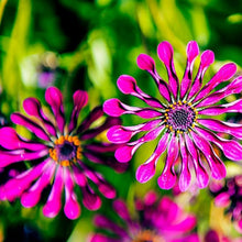 African Daisy Osteospermum Seeds for growers filling out the Flower Urban Gardens
