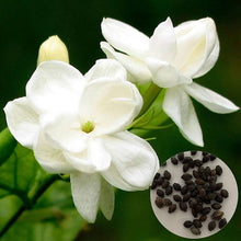 Climbing Jasmine Seeds for trellises and fences in the Light Yellow Garden