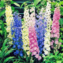 White Delphinium Seeds for a colorful addition to any planting