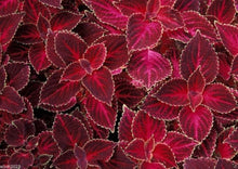 Coleus Plants for growers filling out the Red Garden
