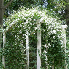 SWEET AUTUMN VINE Seeds (Clematis terniflora) for climbing cover in the Garden