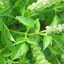 Lemon Basil Herb Seeds for a sweet addition to the home orchard