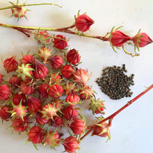 Roselle Hibiscus Sabdariffa Seeds for seasonal color across the Edible Garden Herbal Patch
