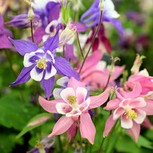 Aquilegia Seeds for a colorful addition to any planting