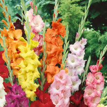 Gladiolus Seeds for gardeners building out beds and borders