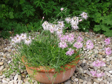 Superb Pink Seeds (Dianthus spp.) for growers filling out the Flower Bed & Cottage Garden