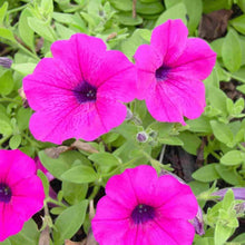Mixed Petunia Seeds prized for rare Color Petunia Flower Blooms