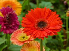 Gerbera Daisy Seeds for a colorful addition to any planting