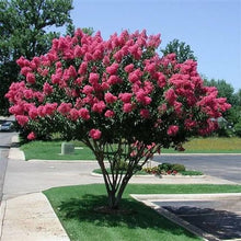 Crepe Myrtle Lagerstroemia Bonsai Seeds for long-term planting in the yard