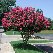 Crepe Myrtle Lagerstroemia Indica Seeds for growers filling out the Flowering Hedges Yard
