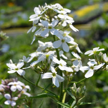 Hesperis Matronalis Seeds (Hesperis matronalis) for seasonal color across the flower beds and wildflower gardens