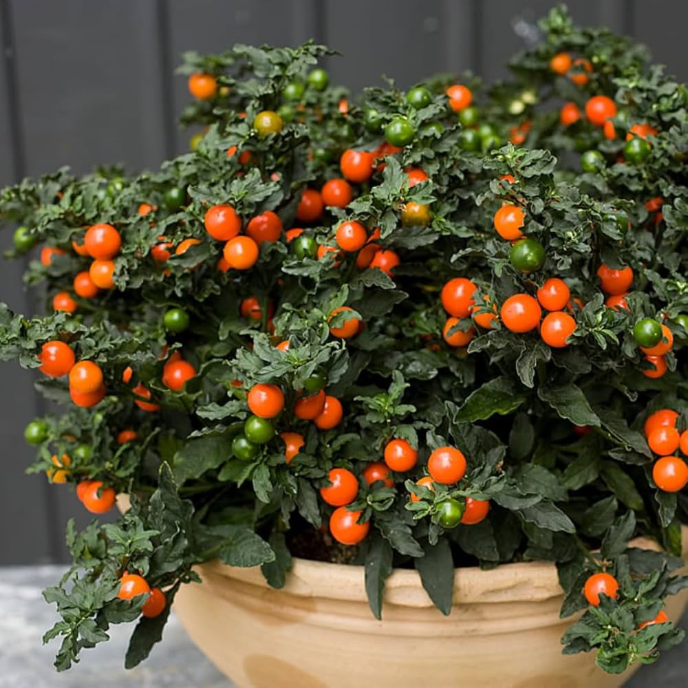 Jerusalem Cherry ��������� Solanum pseudocapsicum ��������� for planting in ornamental garden