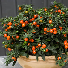 Jerusalem Cherry ��������� Solanum pseudocapsicum ��������� for planting in ornamental garden