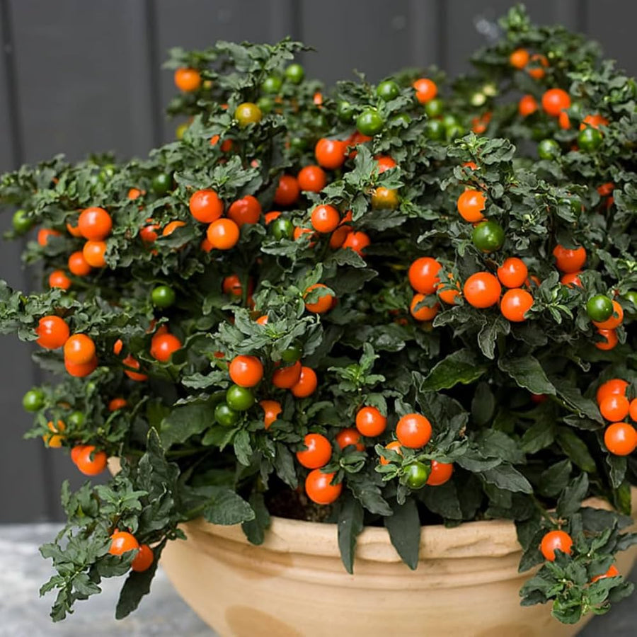Jerusalem Cherry ��������� Solanum pseudocapsicum ��������� for planting in ornamental garden