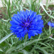 Bachelor BACHELORKNPFEN several blue flowers bushy Seeds for gardeners building out beds and borders