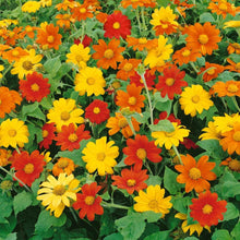 Mexican Sunflower Yellow Flower - for planting in home garden