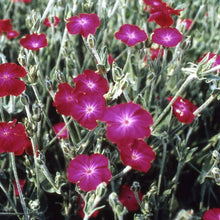 Campion Lychnis Coronaria Rose Seeds for seasonal color across the Garden Borders