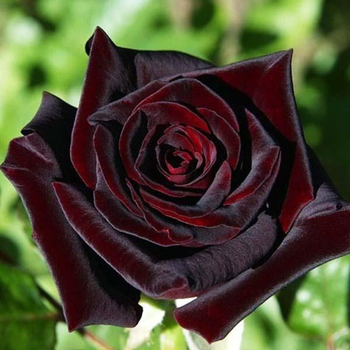 Black Baccara Hybrid Rose Shrub Flower Seeds from Zennixplus  Ornamental Garden Plant Premium Quality Seeds